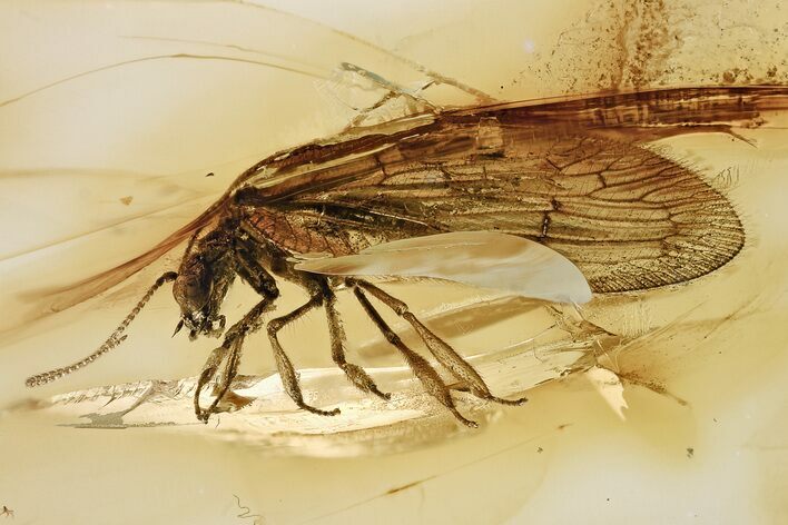 Fossil Brown Lacewing (Prolachlanius resinatus) In Baltic Amber #315538